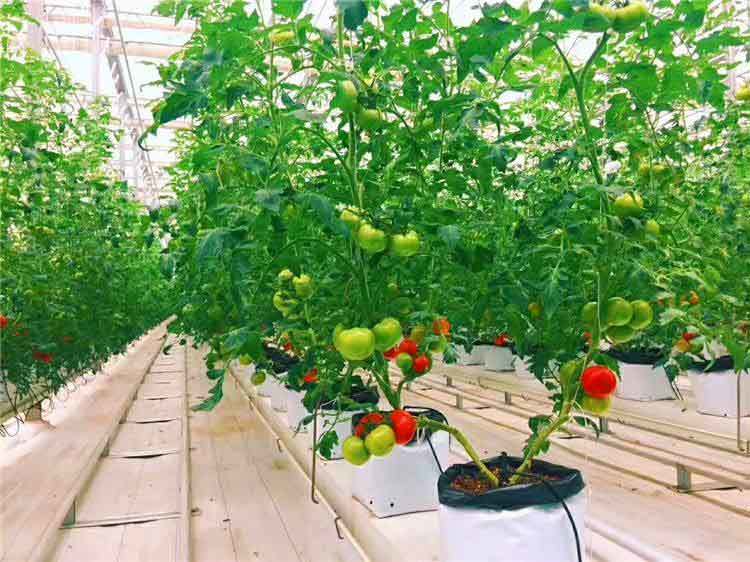 tomatoes in grow bags